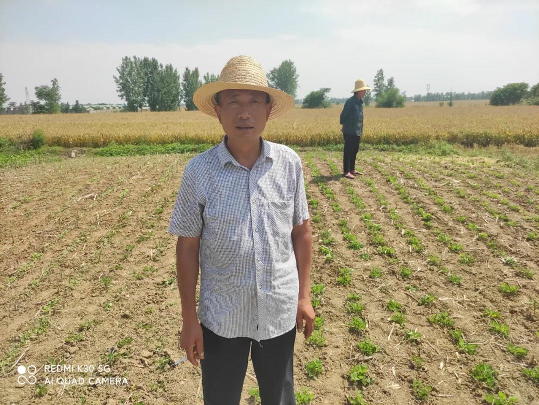 中聯(lián)收獲花生收獲機如何成為臨沭新寵?