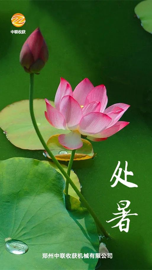 今日處暑|處暑時節(jié),喜樂迎豐收 823.jpg