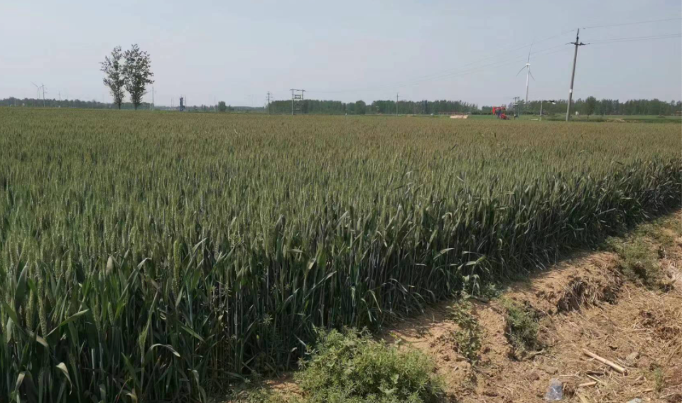 中聯(lián)收獲小麥機：有何魔力讓30年老機手著迷？(圖2)