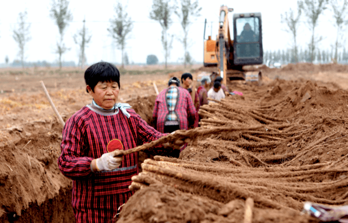 三十年老機手談選玉米收割機訣竅：回本快、服務好 (圖2)