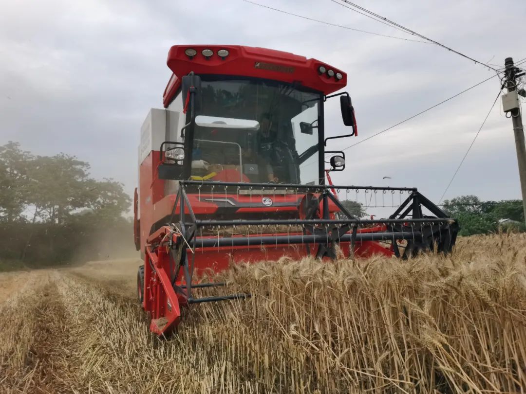 青島平度滿書山:“牛人”開“牛車” 中聯(lián)收獲哪都好 青島平度滿書山:“牛人”開“牛車” 中聯(lián)收獲哪都好(圖1)